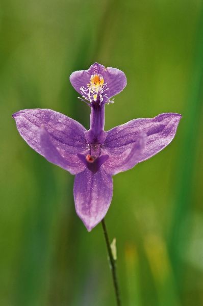 Canada-Ontario-Bruce Peninsula National Park Grass pink orchid close-up